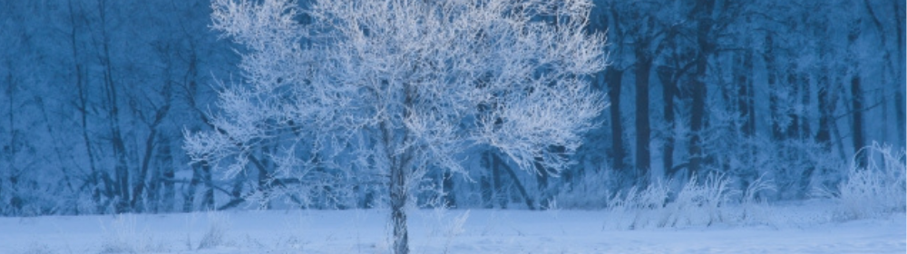 雪景色の中に一本だけ立つ霧氷に覆われた木と青みがかった森の背景