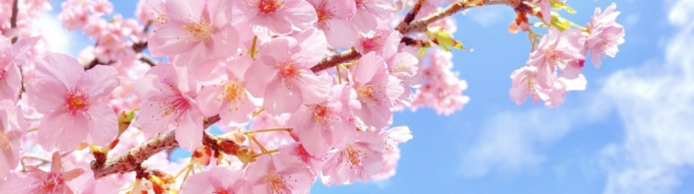青空の下で満開に咲く桜の花