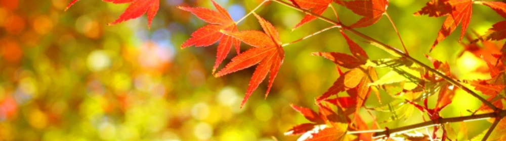 赤く色づいた紅葉の葉が陽光に照らされている
